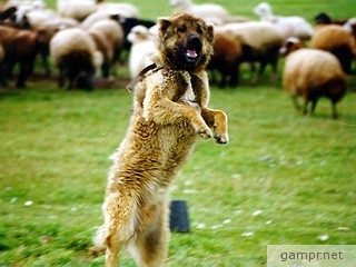 Прикачена снимка