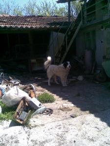 Прикачена снимка