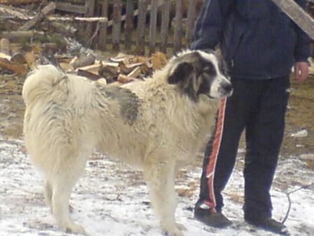 Прикачена снимка