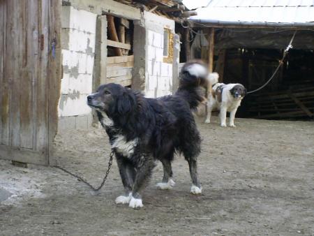 Прикачена снимка