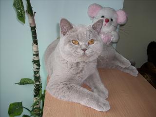 Прикачена снимка