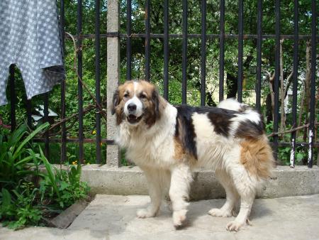 Прикачена снимка