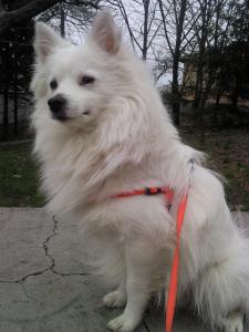 Прикачена снимка