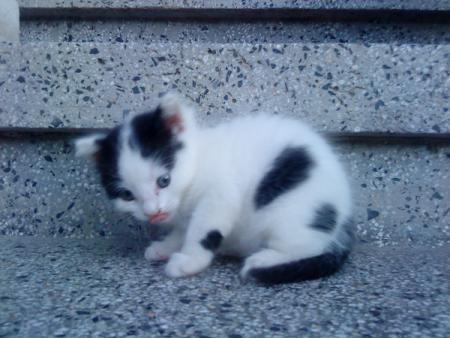 Прикачена снимка