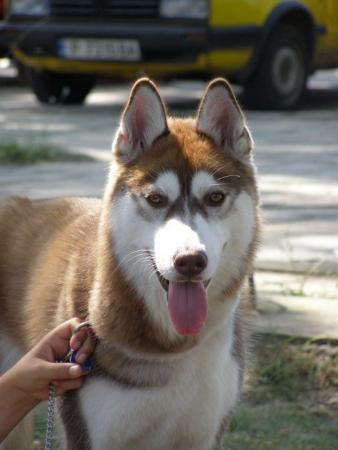 Прикачена снимка