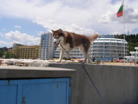Прикачена снимка