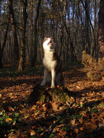 Прикачена снимка
