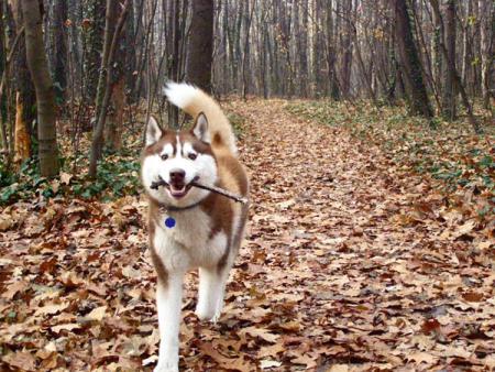 Прикачена снимка
