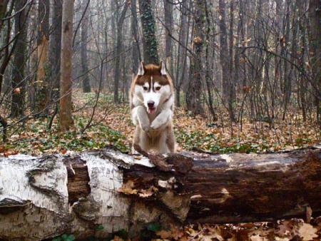 Прикачена снимка