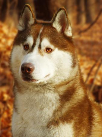 Прикачена снимка