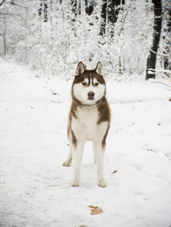 Прикачена снимка