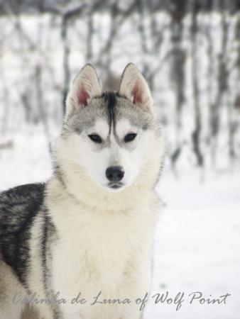 Прикачена снимка