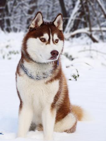 Прикачена снимка