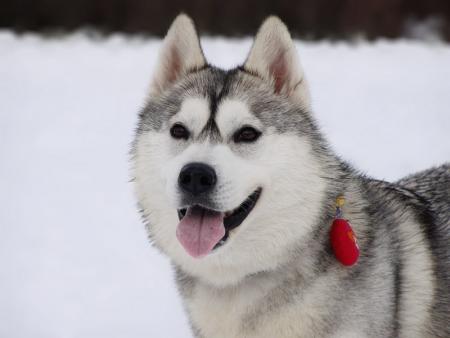 Прикачена снимка