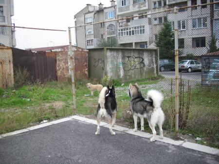 Прикачена снимка