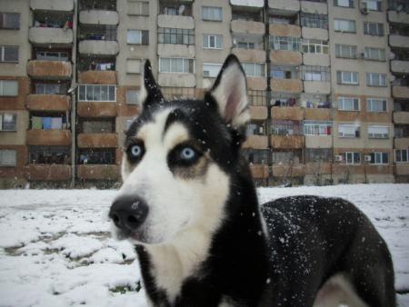 Прикачена снимка