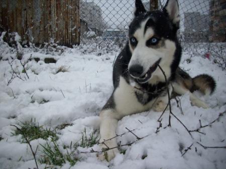 Прикачена снимка