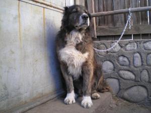 Прикачена снимка