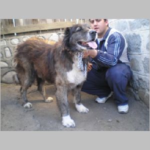 Прикачена снимка