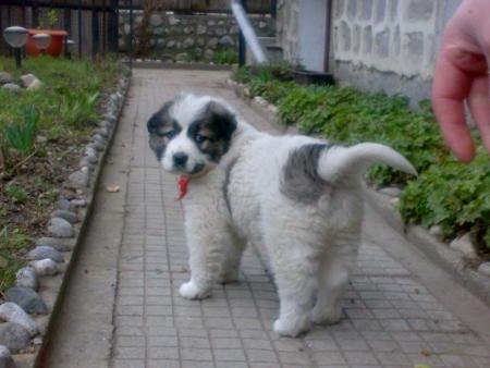 Прикачена снимка