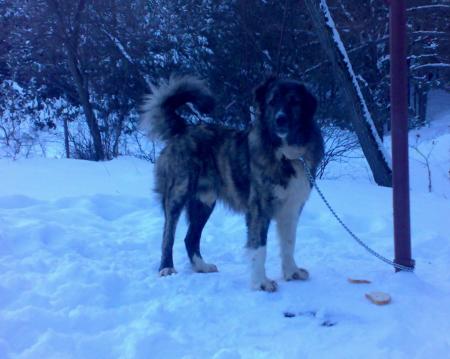 Прикачена снимка