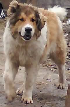 Прикачена снимка