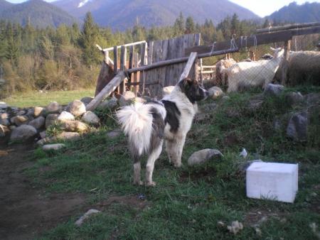 Прикачена снимка