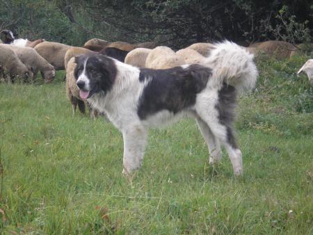 Прикачена снимка