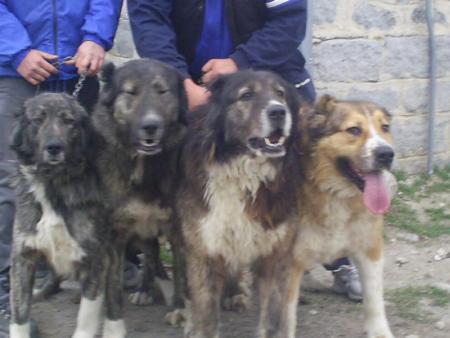 Прикачена снимка