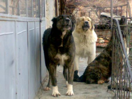 Прикачена снимка