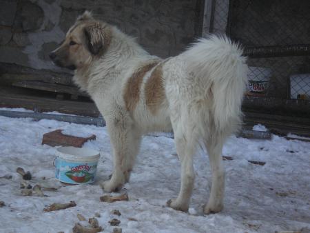 Прикачена снимка