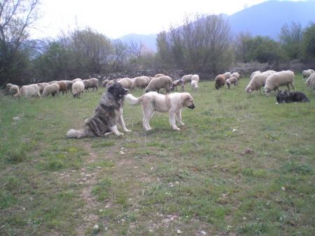 Прикачена снимка