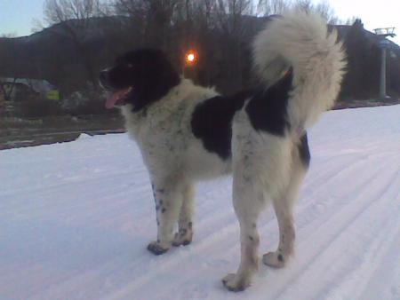 Прикачена снимка