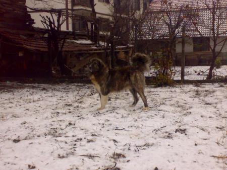 Прикачена снимка