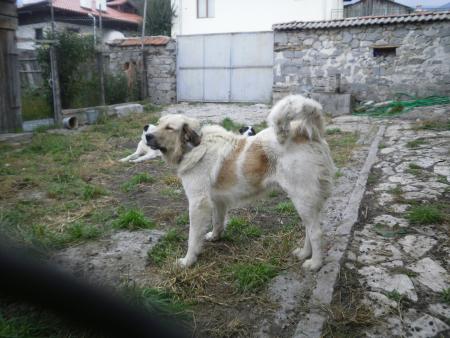 Прикачена снимка