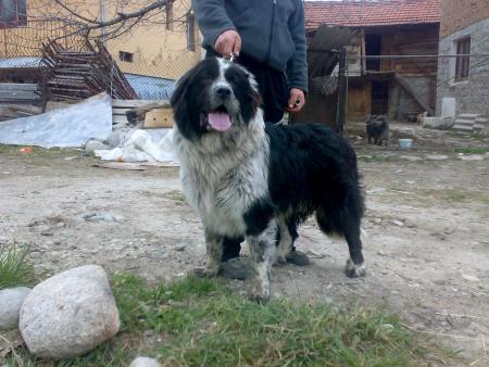 Прикачена снимка