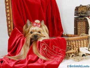 Прикачена снимка