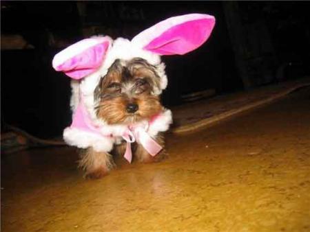 Прикачена снимка