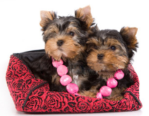 Прикачена снимка