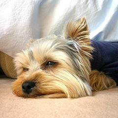 Прикачена снимка