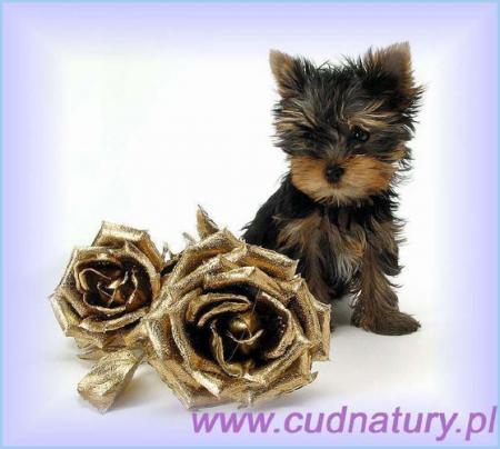 Прикачена снимка