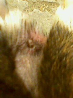 Прикачена снимка