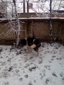 Прикачена снимка