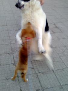 Прикачена снимка