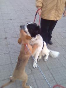 Прикачена снимка