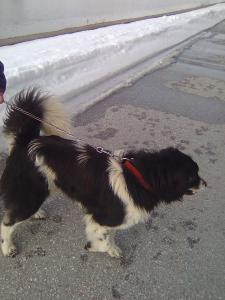 Прикачена снимка