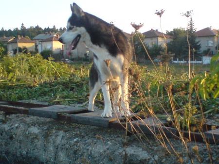 Прикачена снимка