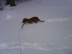 Прикачена снимка