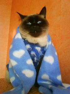 Прикачена снимка