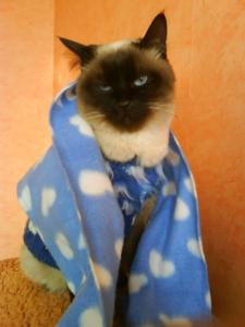 Прикачена снимка
